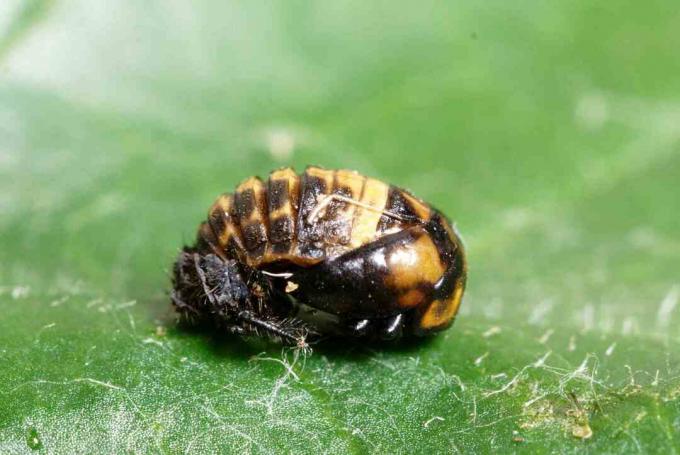 Insektunger på et grønt blad på nært hold.