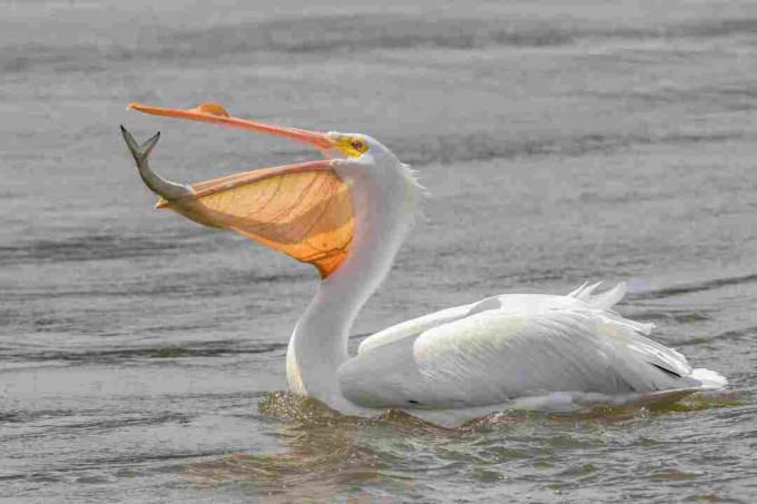 Stor hvit pelikan (Pelecanus onocrotalus)