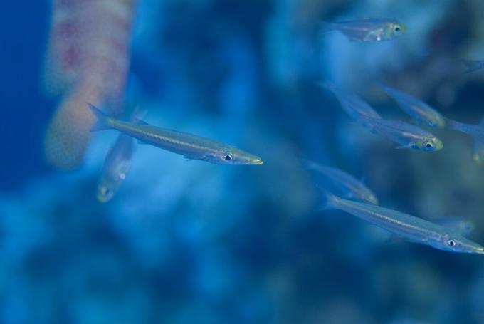 Juvenile Barracuda (Sphyraena Sp.). Fant blant en tett skole med gul feier som benyttet seg av beskyttelsen av en Redmouth Grouper, til deres økende størrelse ga bort kamuflasje. rød sjø