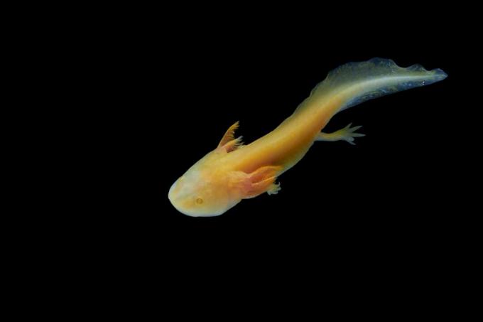 Axolotl (Ambystoma mexicanum) viser neoteny, noe som betyr at den forblir i sin larveform gjennom hele livet.