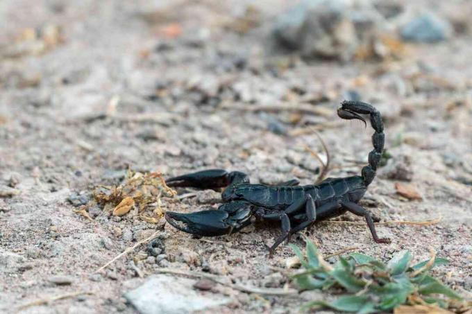 Svart skorpion som går over sandmark.