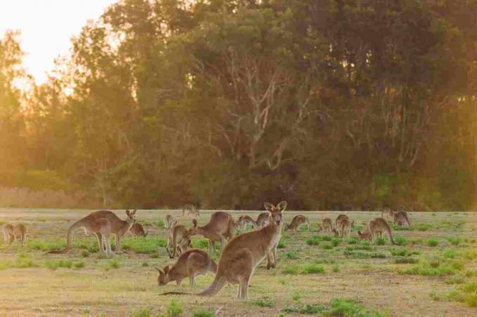flokk med kenguruer