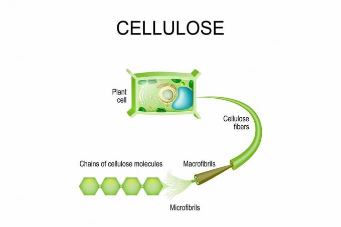 Cellulose i planter