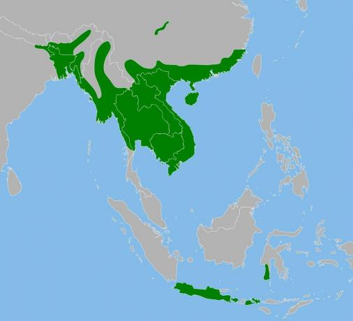 Burmesisk pytonsortiment i Asia.
