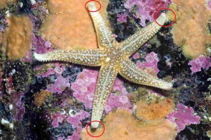 Common Sea Star, viser øyeflekker / Paul Kay, Getty Images