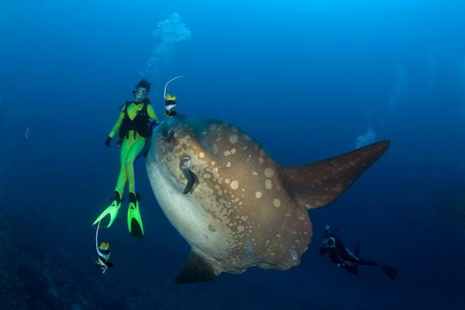 Ocean Sunfish and Diver, Mola Mola, Bali Island, Indo-Pazific, Indonesia