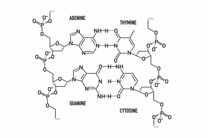 Base-sammenkoblinger i DNA