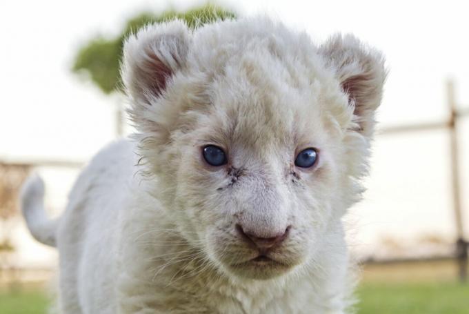 White Lion Cub