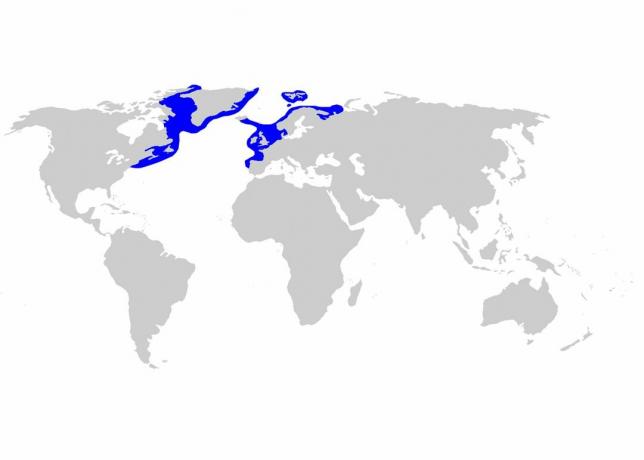 Grønlands hai-fordeling