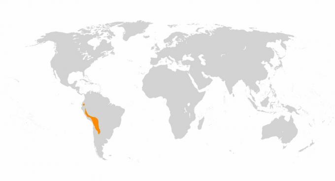 Lamaer og alpakkaer ble resultatet av domestisering av guanacos og vicunaer i Andesfjellene.