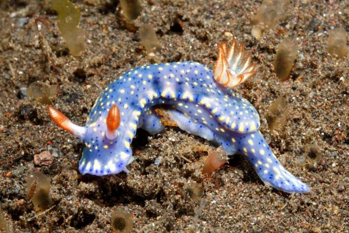 Nudibranch, Hypselodoris kanga. Tulamben, Bali, Indonesia. Balihavet, Det indiske hav