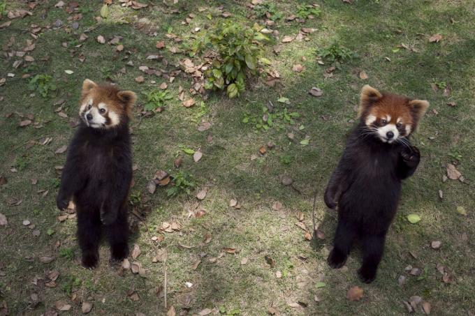 En rød panda som står på bakbeina og utvider klørne kan se søt ut, men det er faktisk en trusselatferd.