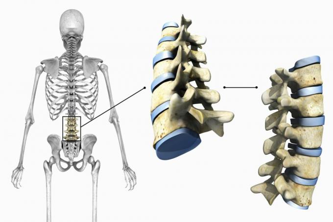 Diagram som viser lumbale ryggvirvler og ledd på hvit bakgrunn.