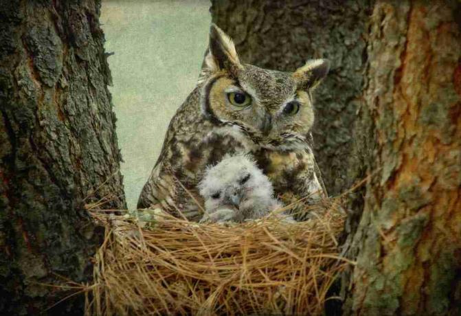 Great Horned Owl Mom and Baby