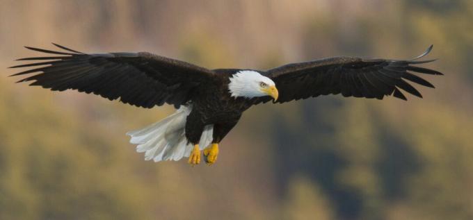 Bald Eagle (Haliaeetus leucocephalus) svevende med karakteristiske flate vinger.