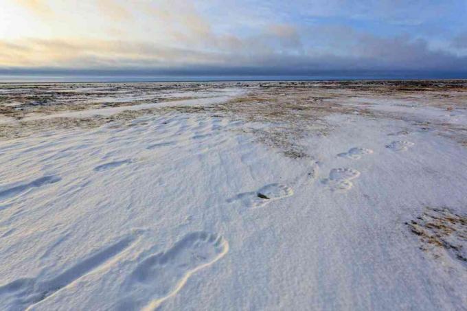 Isbjørnspor i det snødekte interiøret i Canada og Alaska, der kontinental polarluft dannes