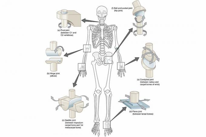 Diagram over synoviale ledd i kroppen på hvit bakgrunn.