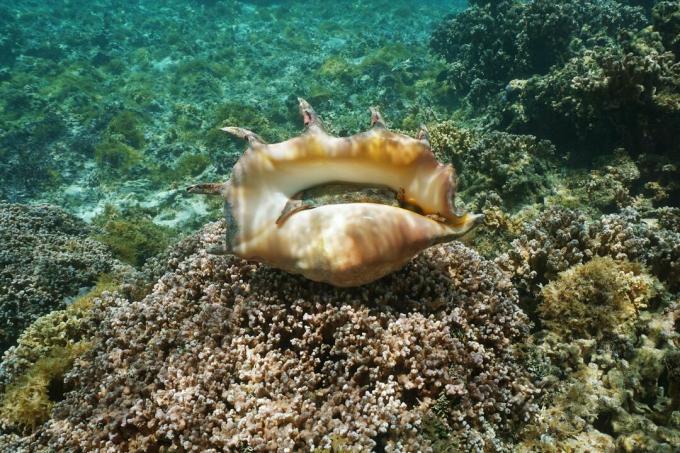 Gigantisk edderkopp conch skall levende prøve under vann