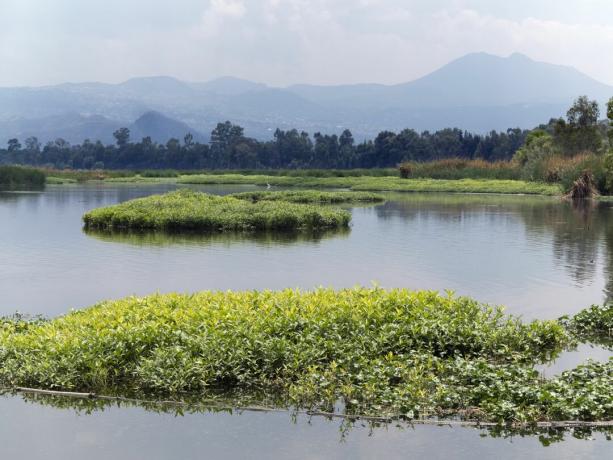 Innsjøen Lago Acitlalin i den økologiske parken (Parque Ecologico de Xochimilco) er et enormt naturreservat i våtmarkene i Xochimilco sør i Mexico City, Mexico.