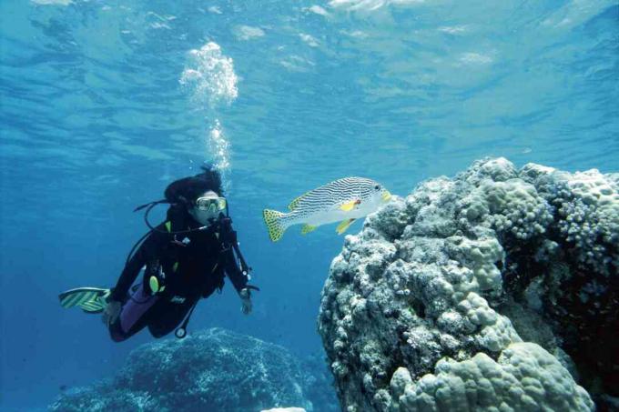 Scuba Diver and Sweetlips