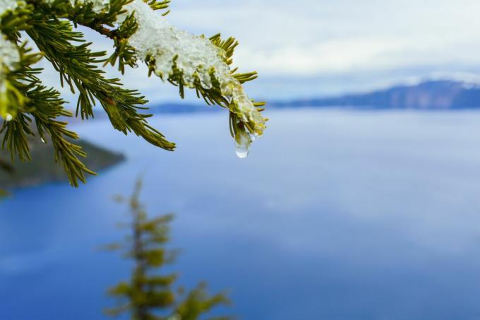 Rykke sammen, av, smeltende snø, på, tregren, over, Crater Lake, Oregon, United States