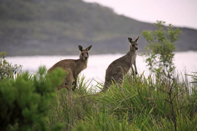 Eastern Grey Kangaroo