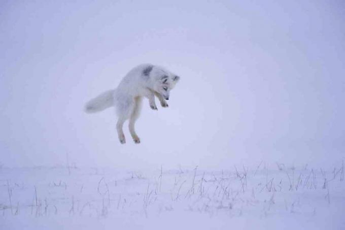 Når en arktisk rev hører en gnager under snøen, hopper den ut i luften for å stille bøte på byttedyr ovenfra.