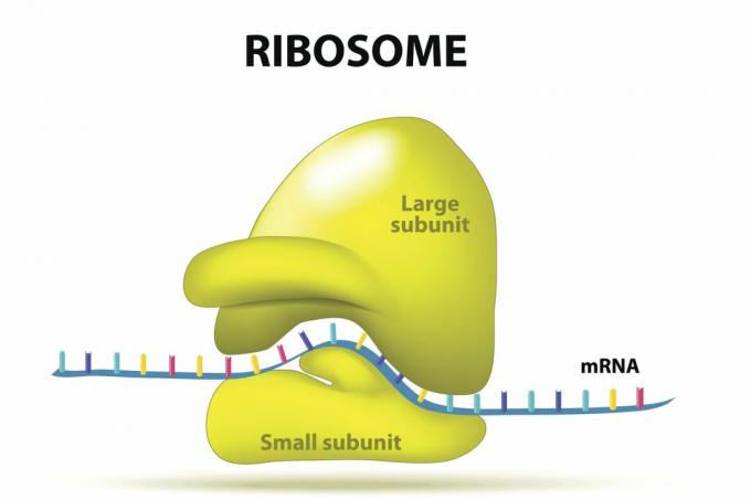 ribosom