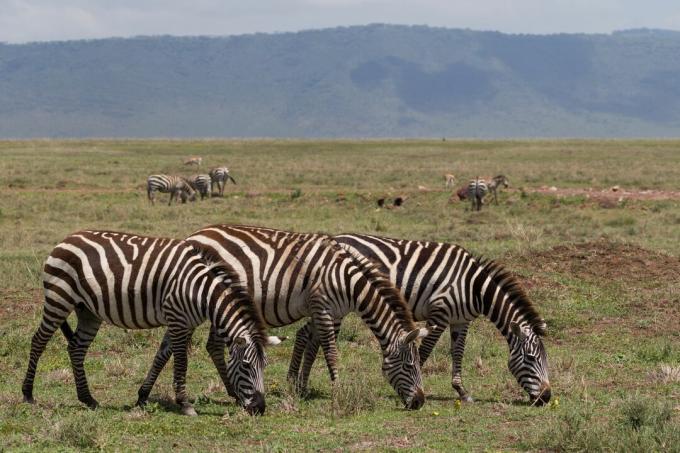 Tre sebra (Equus quagga), Tanzania, Øst-Afrika