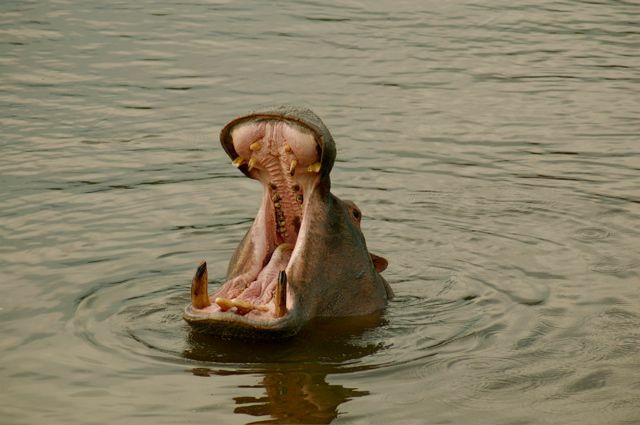 flodhester i Afrika