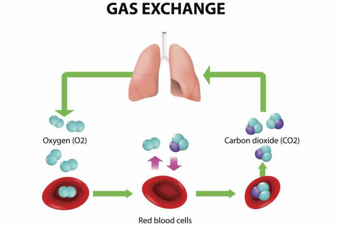 Gassutveksling i lungene
