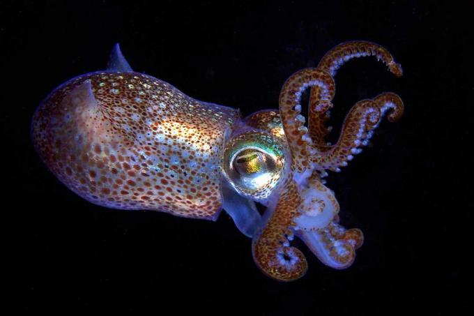 Bobtail blekksprut