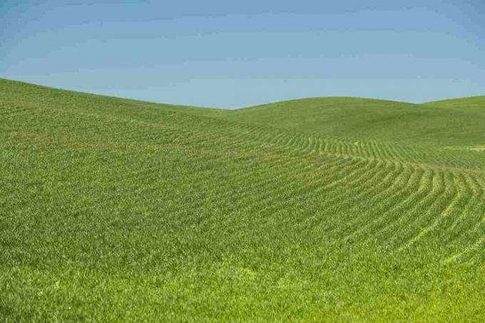 Monoculture Wheat Field, Spokane County, Washington, USA