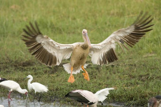 Pink-backed Pelicans (Pelecanus rufescens) landing, Okavango Delta, Botswana