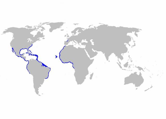 Distribusjonskart for Ginglymostoma cirratum