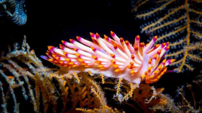 Redline Flabellina - Nudibranch