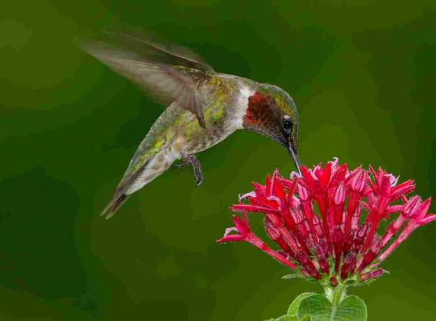 En mannlig Ruby-hals Hummingbird i flukt som svever og drikker fra en klynge av små røde blomster mot en grønn bakgrunn