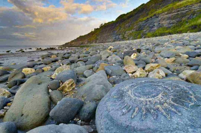 Storbritannia, England, Dorset, Lyme Regis, Monmouth Beach, Ammonite fortau, stort ammonittfossil