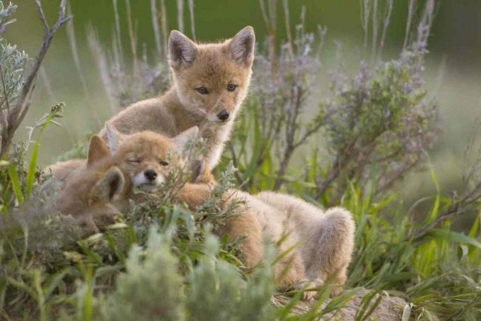 Coyote valper ligner reve eller ulveunger.