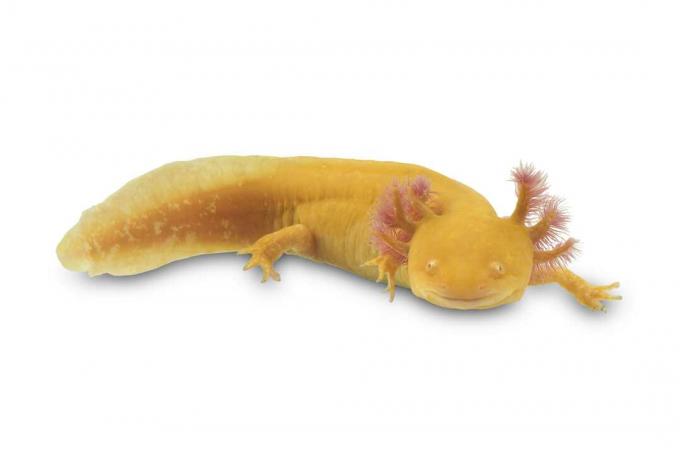 Axolotl, Ambystoma mexicanum.