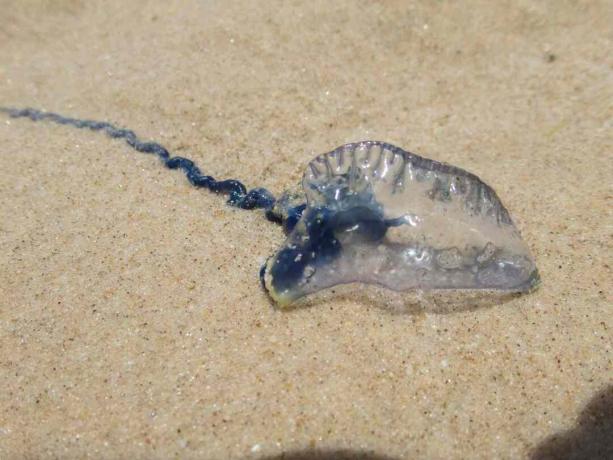 Australsk blå flaske på en strand