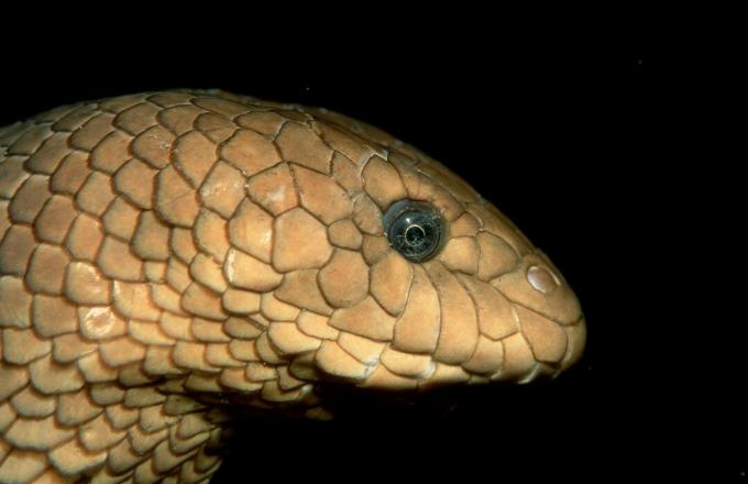 Olivenhavslange, Hydrophiidae, Stillehavet, Papua Ny-Guinea