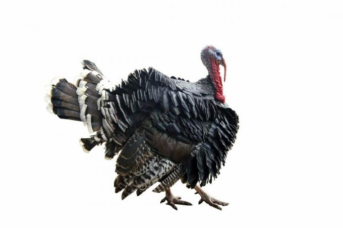 La historia del pavo en Estados Unidos