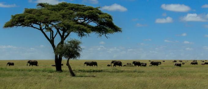 Panoramic Shot Of Elephants On Field Against Sky