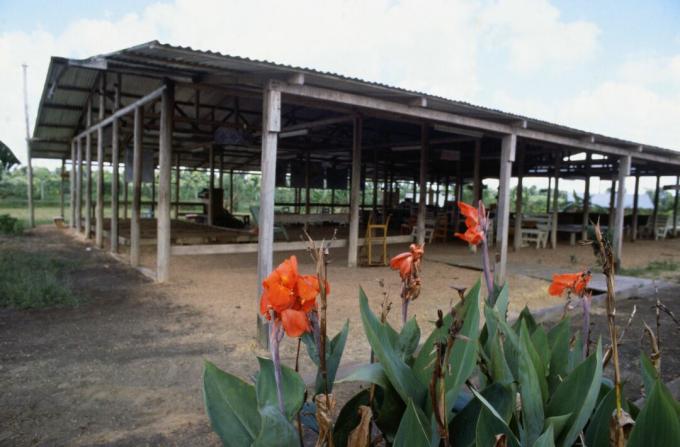 Blomster som vokser av forlatte Jonestown Pavilion.