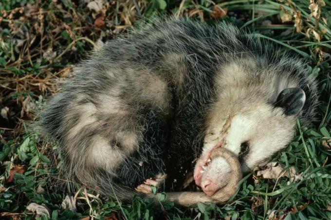 Virginia Opossum spiller død