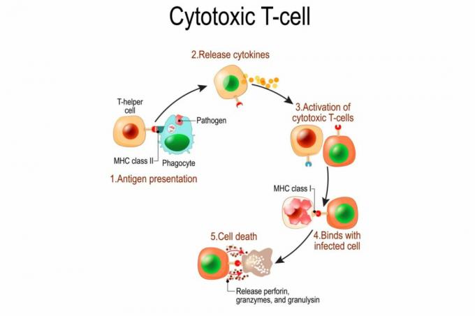 T-celleaktivering