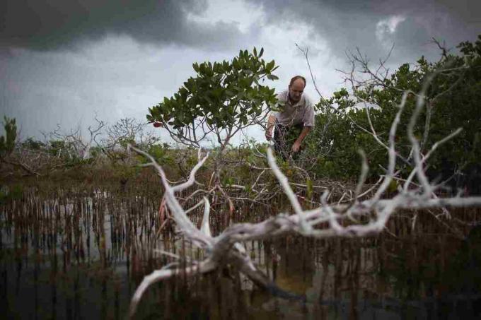 Klimaforandringer på Florida Keys