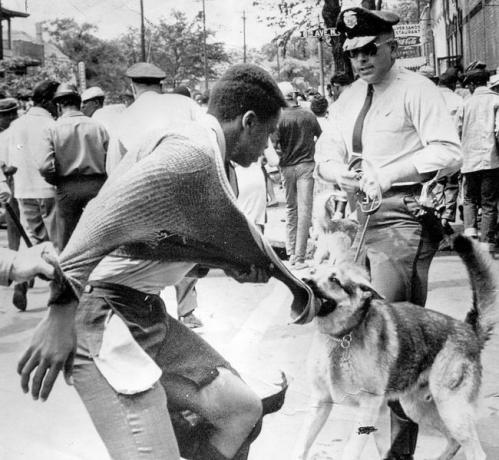 En svart amerikansk demonstrant som ble angrepet av en politihund under demonstrasjoner mot segregering, Birmingham, Alabama, 4. mai 1963.