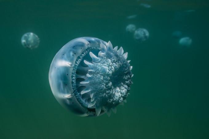 Cannonball maneter fra Baja California